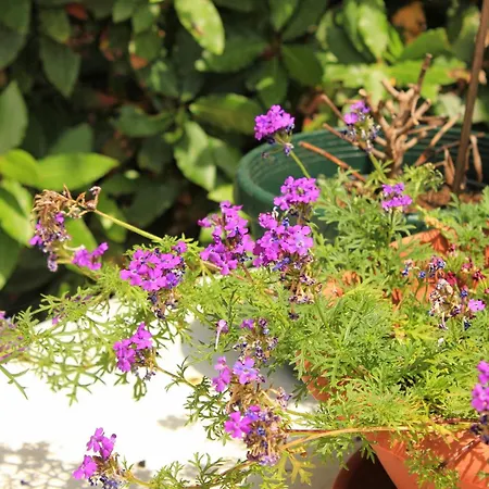 Guest house Double 3445h Mali Losinj